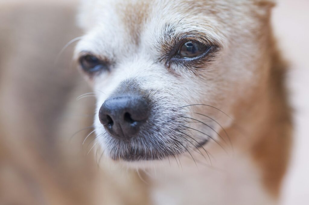 Sad chihuahua dog, closeup portrait