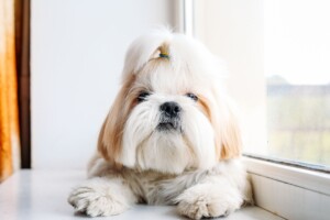 Guia de raças: Shih Tzu, o pequeno leão