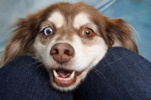 saúde bucal cães