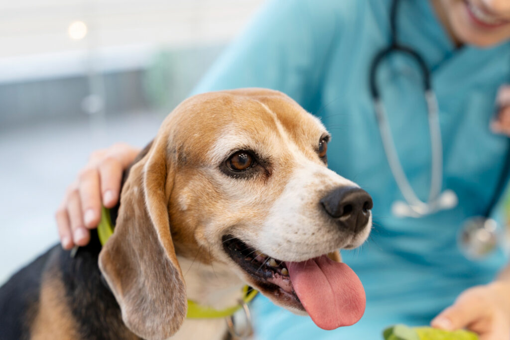 Por que preservar a proteção natural da pele é essencial para prevenir dermatopatias em cães e gatos?