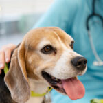 Por que preservar a proteção natural da pele é essencial para prevenir dermatopatias em cães e gatos?