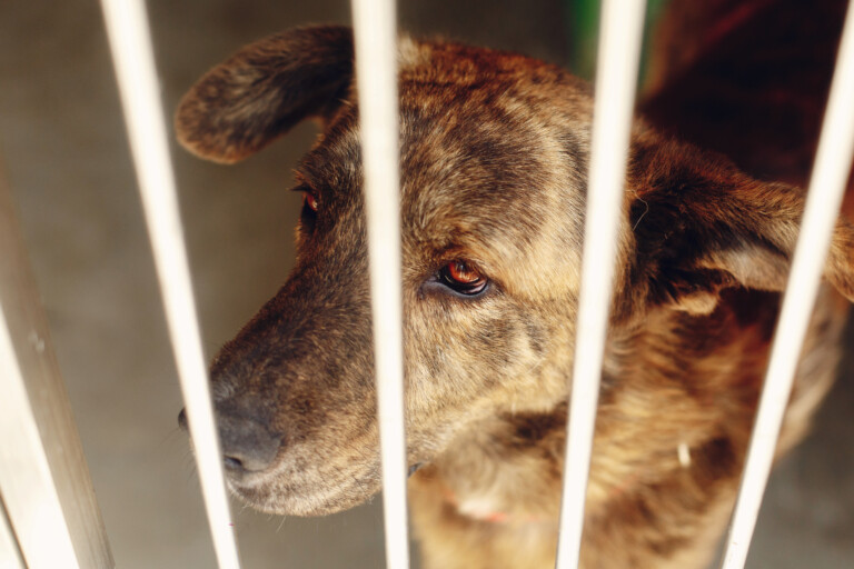Abril Laranja: o combate silencioso aos maus-tratos animais