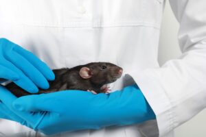 Anorexia em pequenos roedores é tema da programação científica do VMX 2026