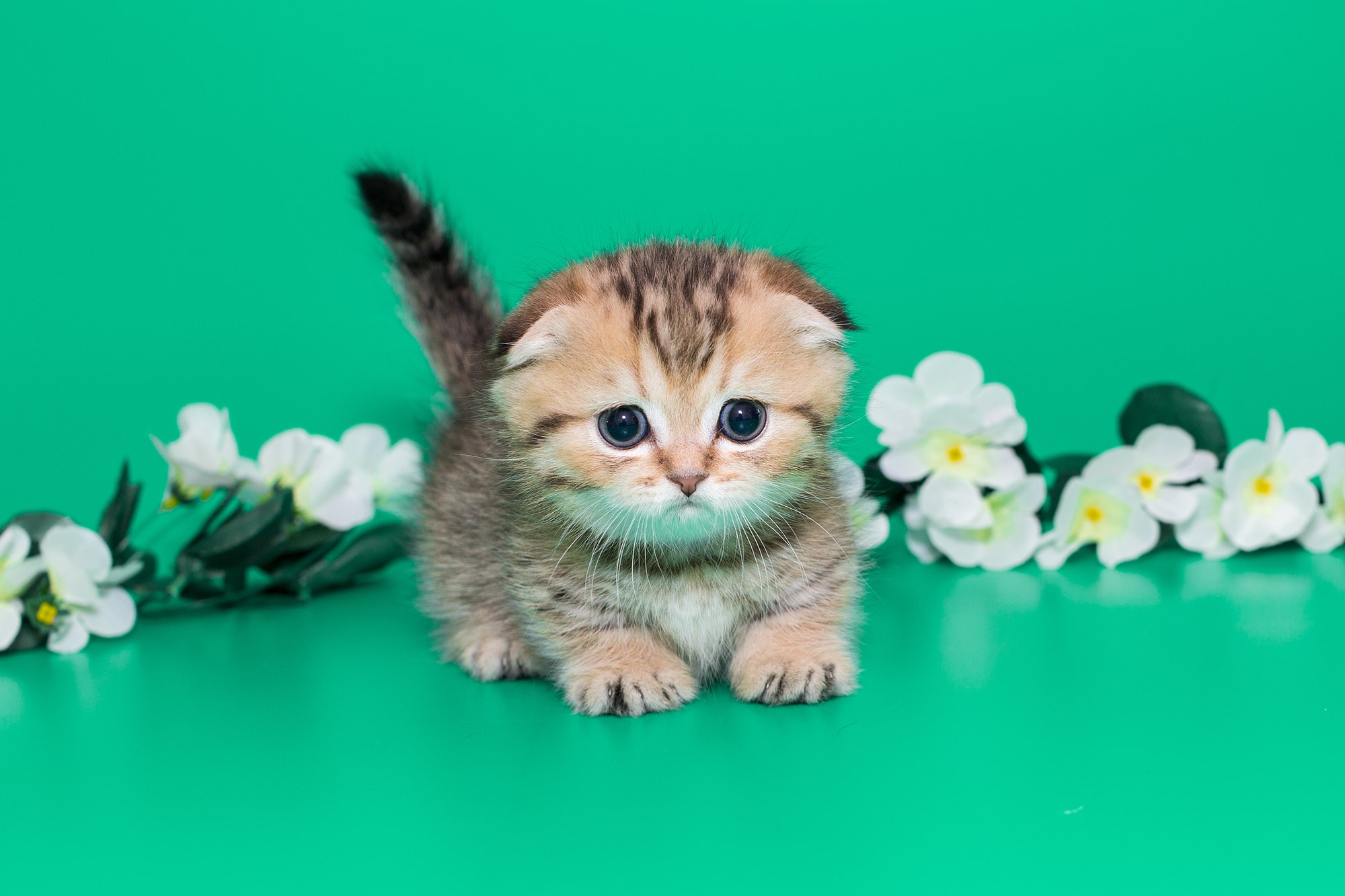 Scottish kitten and white spring flowers