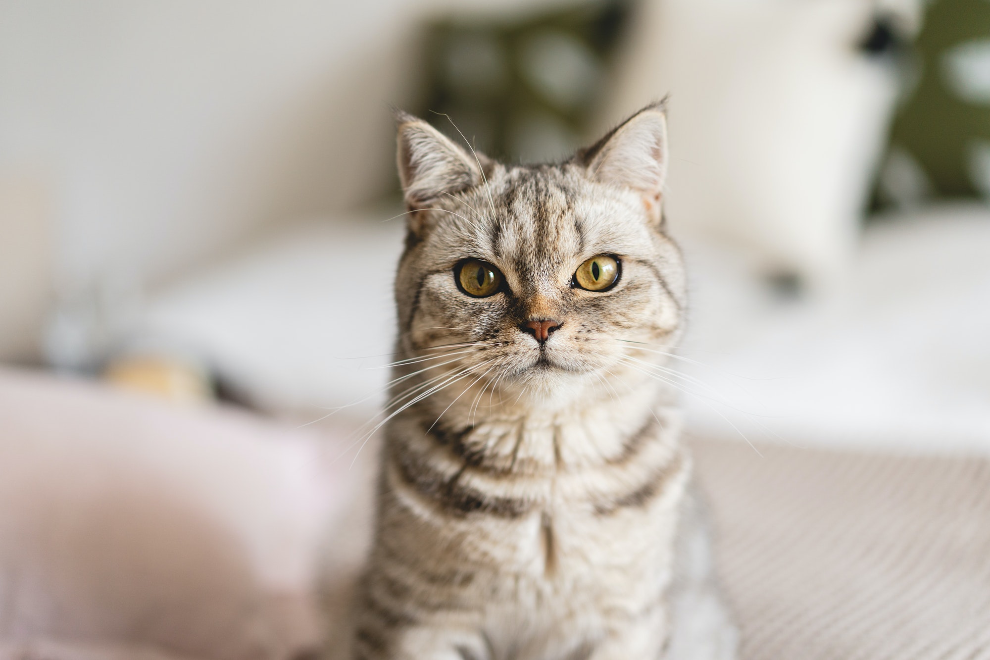 Scottish Straight Cute Cat Portrait. Happy Pet