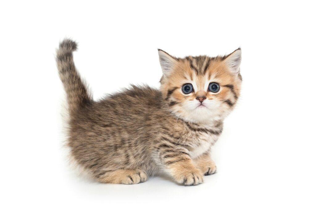 Scottish striped kitten with blue eyes.