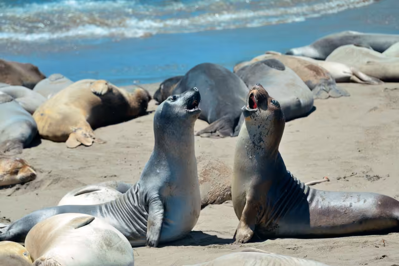 Fake news: estudos revelam que animais também espalham desinformação