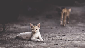Abandono de cães e gatos