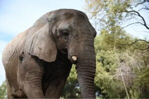 Secretaria de Meio Ambiente suspende entrada de novos elefantes em santuário de Mato Grosso