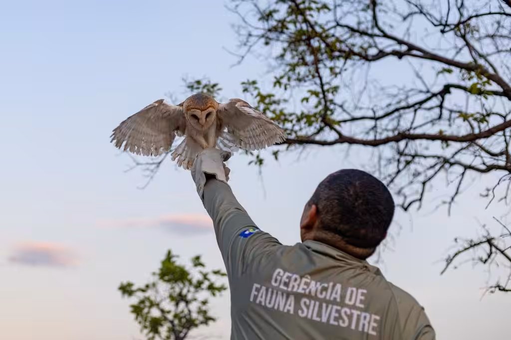MT resgata mais de 1,1 mil animais silvestres em 2023