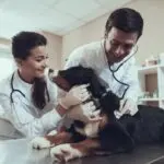 Novo piso salarial para médicos-veterinários avança no Senado após mobilização popular