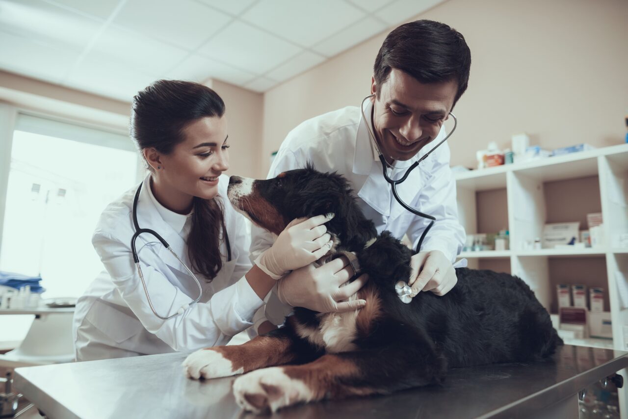 Novo piso salarial para médicos-veterinários avança no Senado após mobilização popular