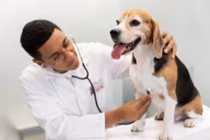 Setembro Vermelho: campanha da Elanco alerta para as doenças do coração em cães