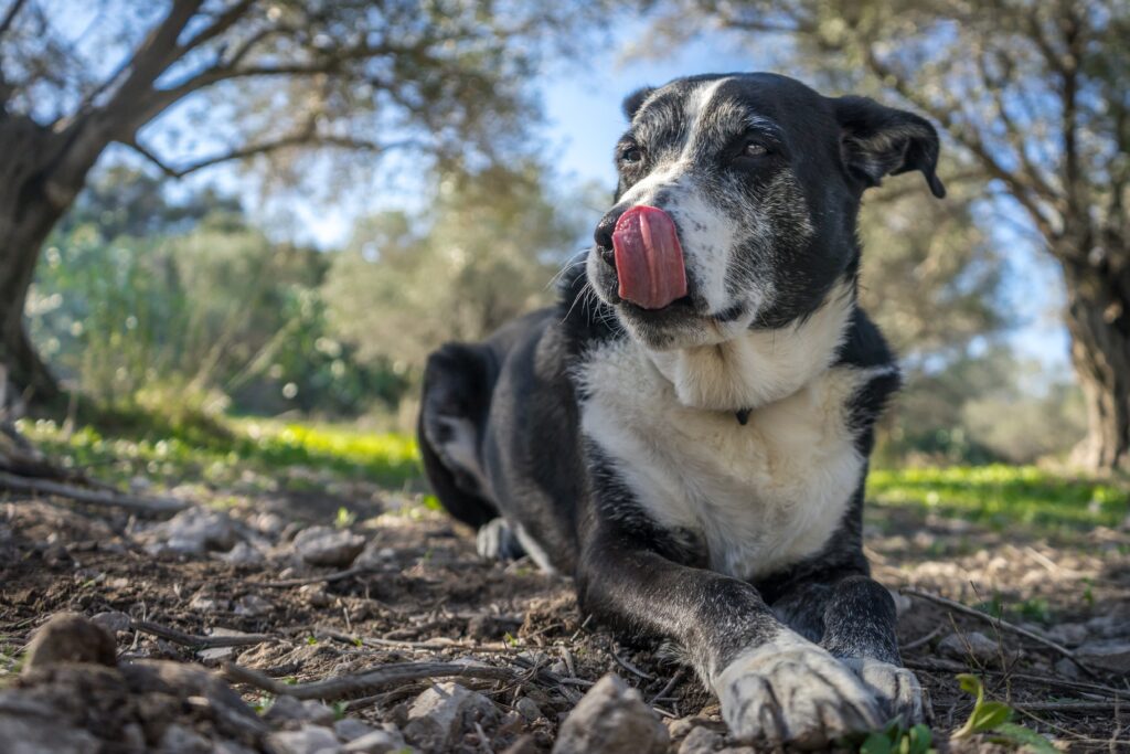 O pet que reescreve o próprio corpo: por que dois cães da mesma raça envelhecem tão diferente?