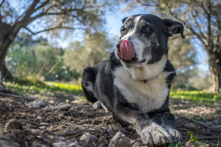 O pet que reescreve o próprio corpo: por que dois cães da mesma raça envelhecem tão diferente?