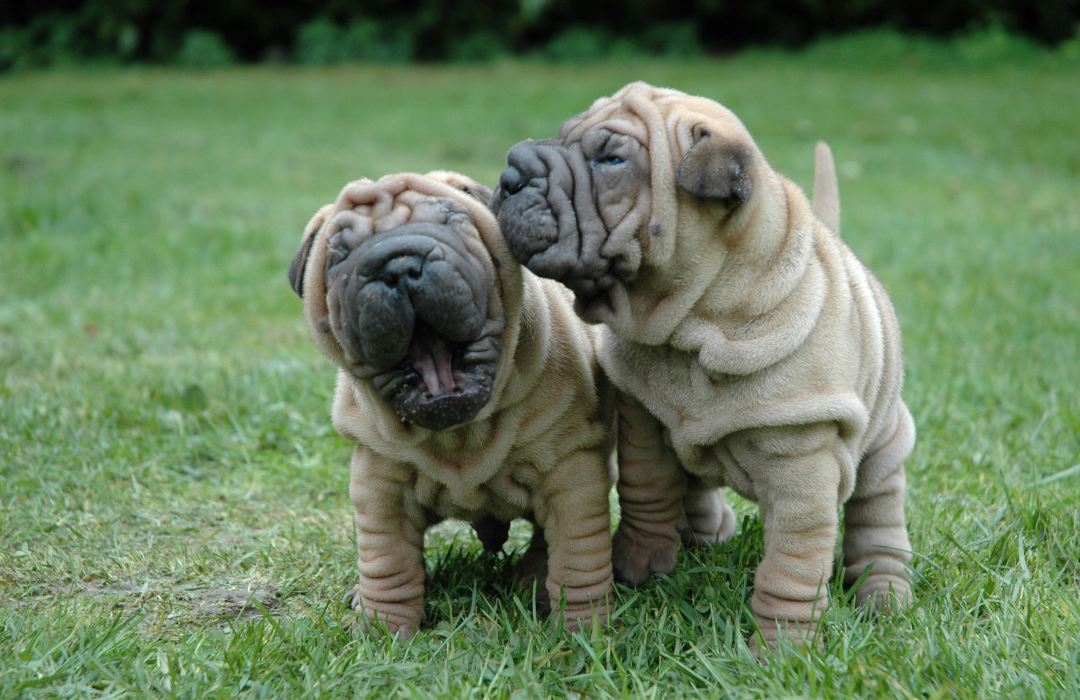 sharpei