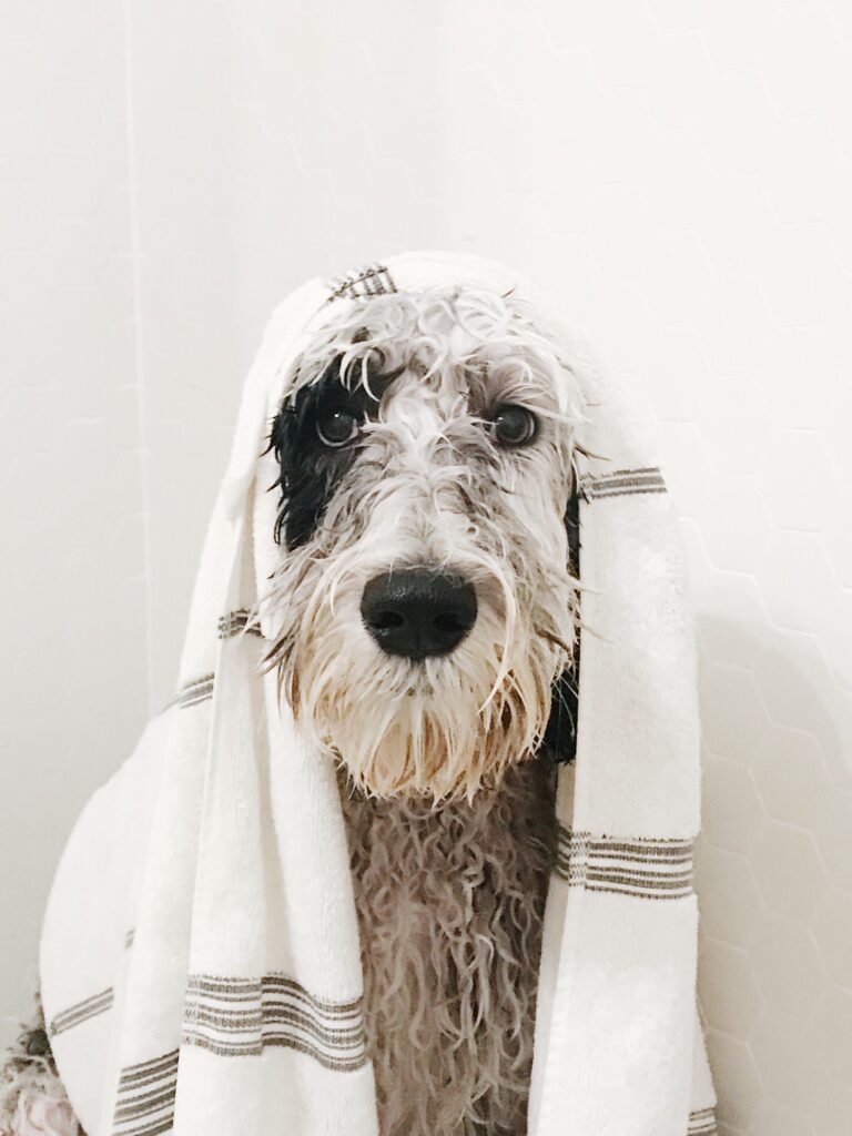 Sheepadoodle dog getting a bath