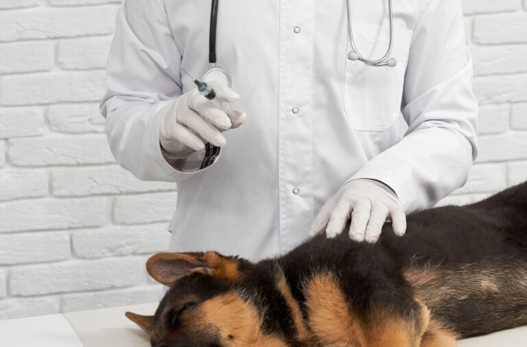 A anestesia realmente é perigosa para os pets?