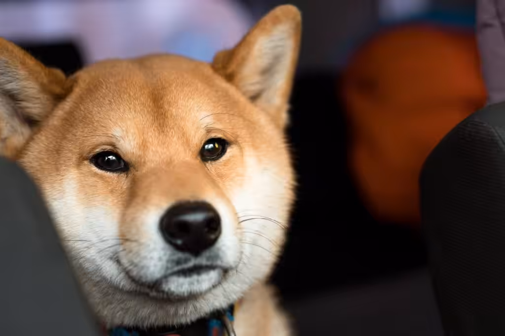 Shiba inu dog face