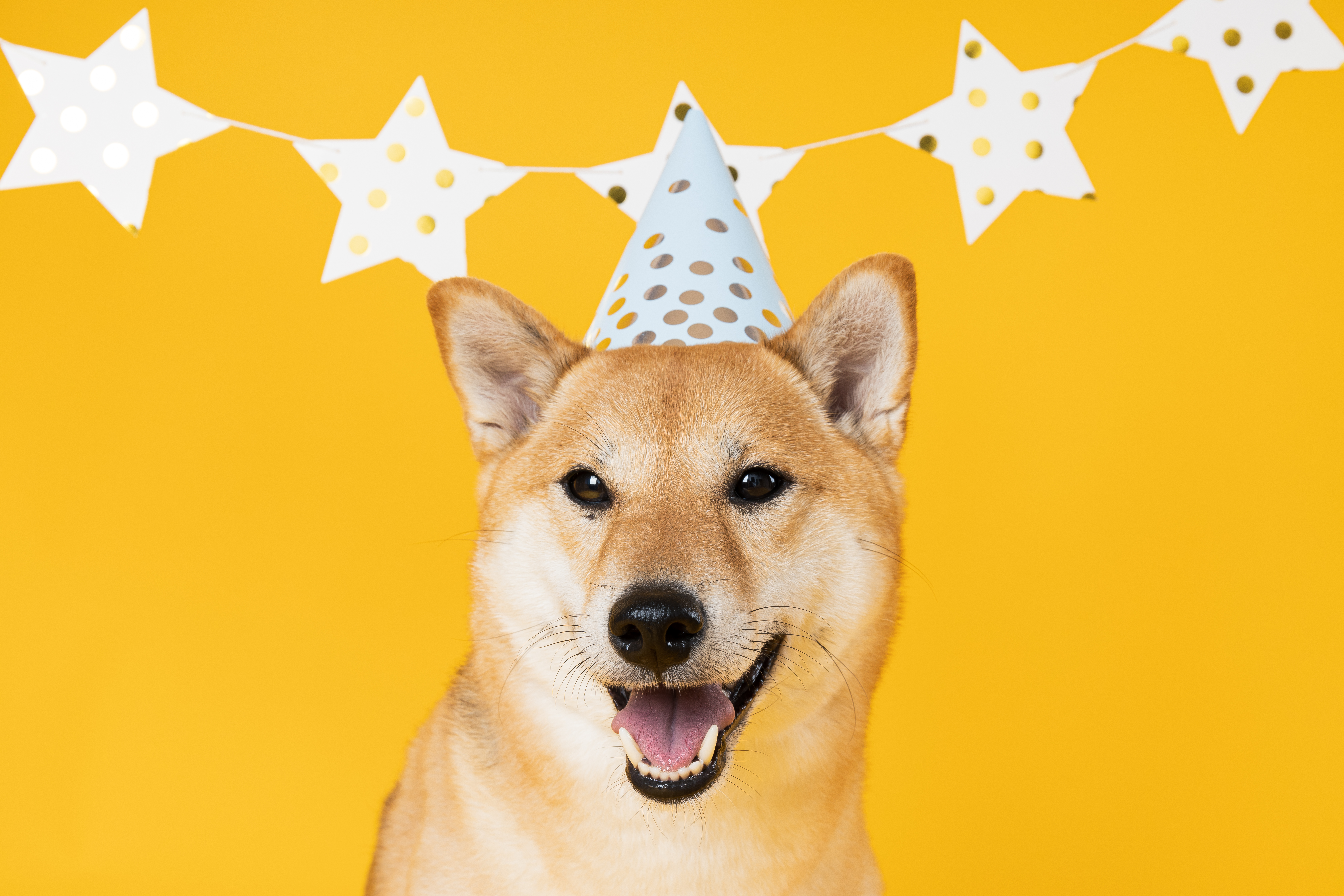 Shiba Inu dog on yellow background, Dog Birthday