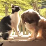 Cães criados com 30 gatos adotam hábitos felinos e viralizam na internet