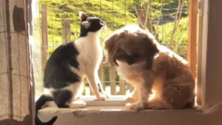 Cães criados com 30 gatos adotam hábitos felinos e viralizam na internet