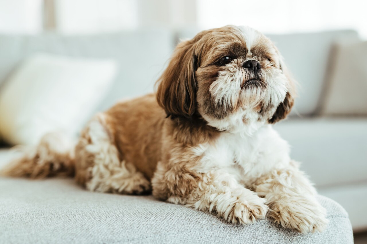 Guia de raças: Shih Tzu, o pequeno leão