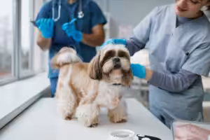 shih-tzu no veterinário
