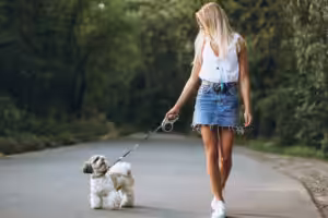 shih-tzu passeando