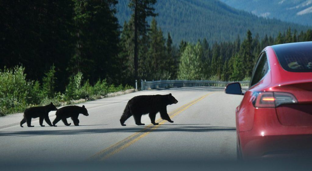 Quando animais se acostumam com humanos: estudo revela riscos e impactos no comportamento da fauna