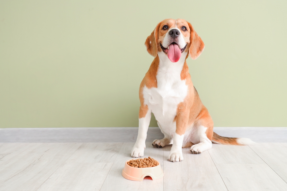 CACHORRO E ALIMENTAÇÃO