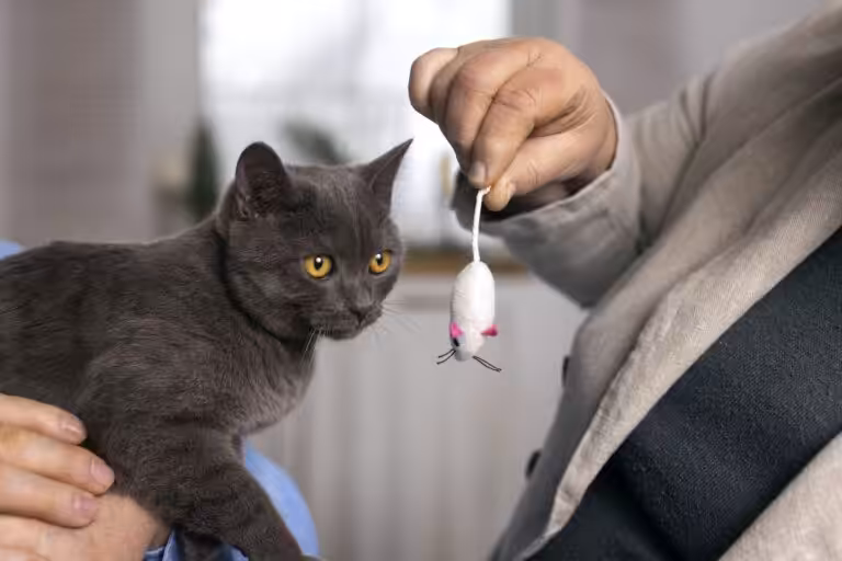 Quando o gato leva "presentes": o que esse comportamento realmente significa