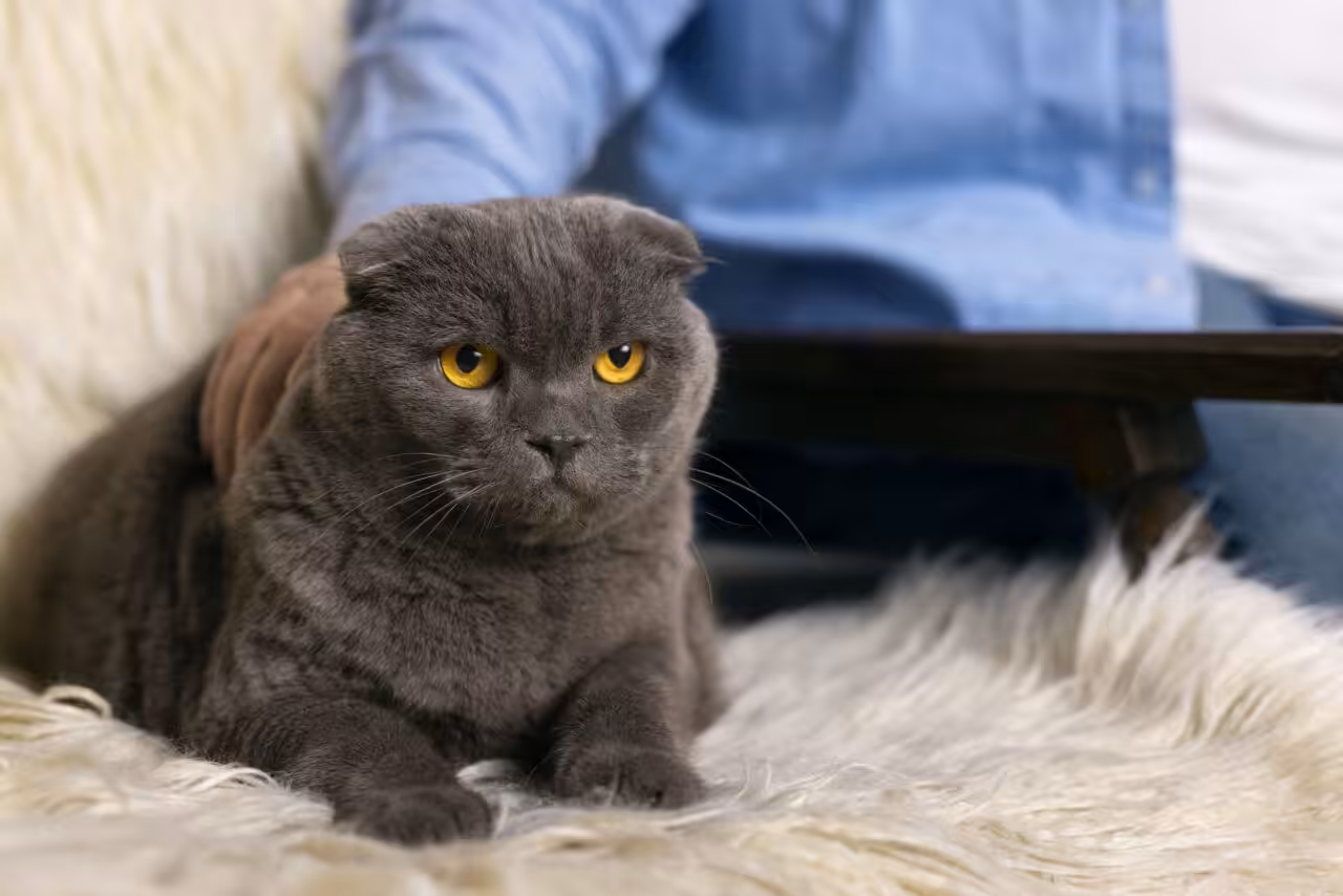 Gatos Sphynx e Scottish Fold: quando a estética pode comprometer a saúde animal