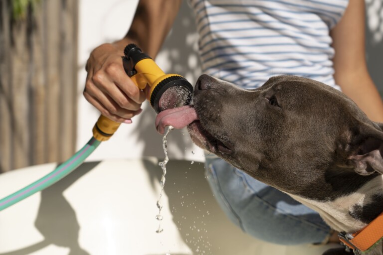 Giardíase em cães: parasitose intestinal exige atenção ao diagnóstico
