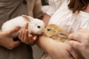 Guia essencial para cuidar de coelhos