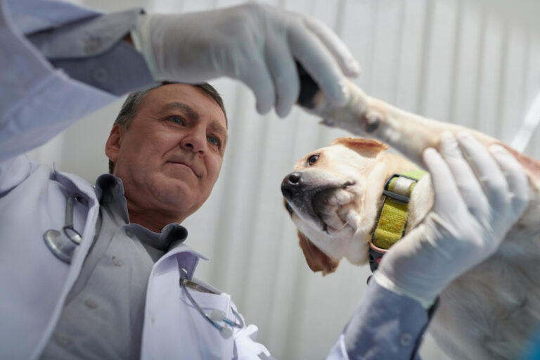 CFMV realiza 1º Simpósio Nacional de Medicina Veterinária do Coletivo