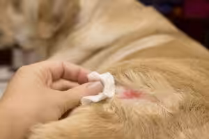 Alergia de contato em pets: entenda como deve ser o manejo clínico e o diagnóstico