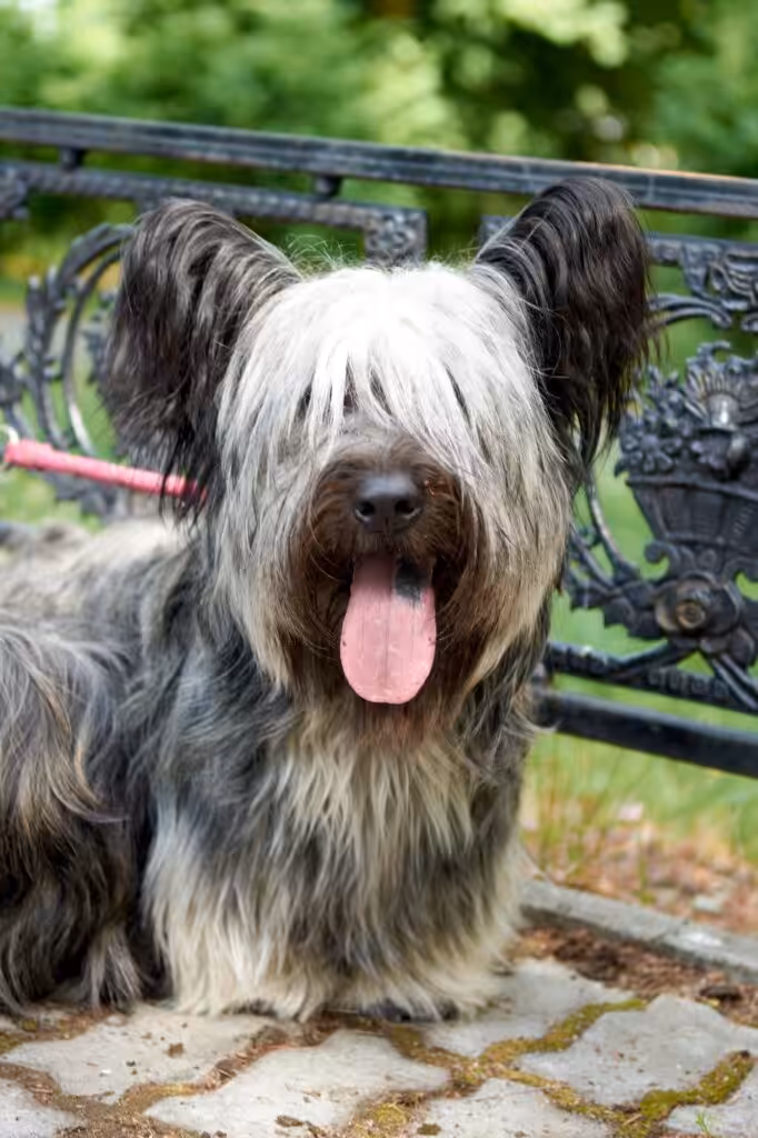Sky Terrier dog walks in the Park in the summer.