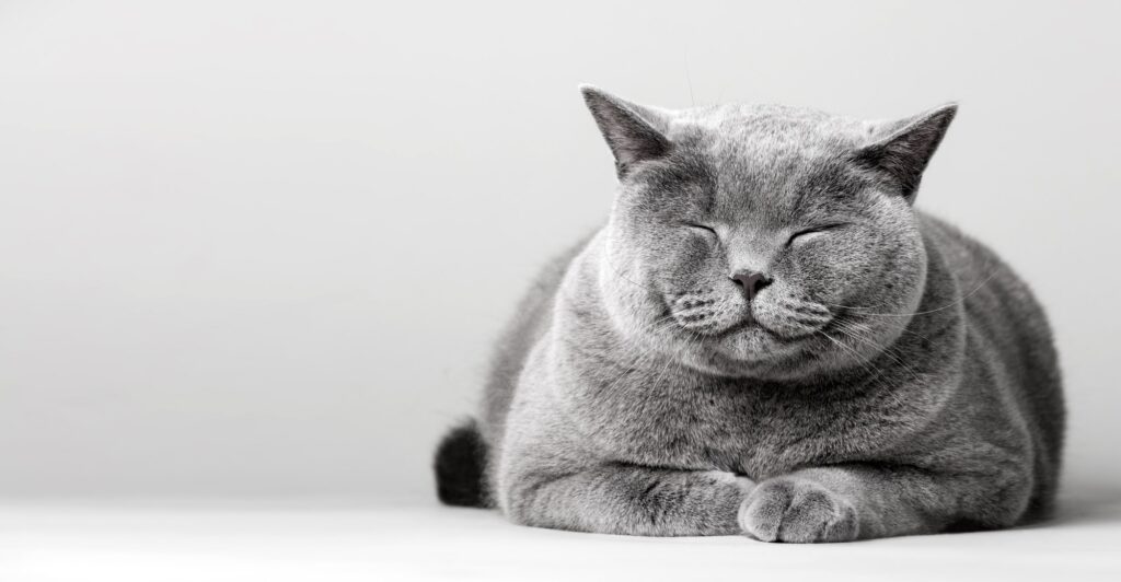 Sleepy smiling cat laying on the floor.