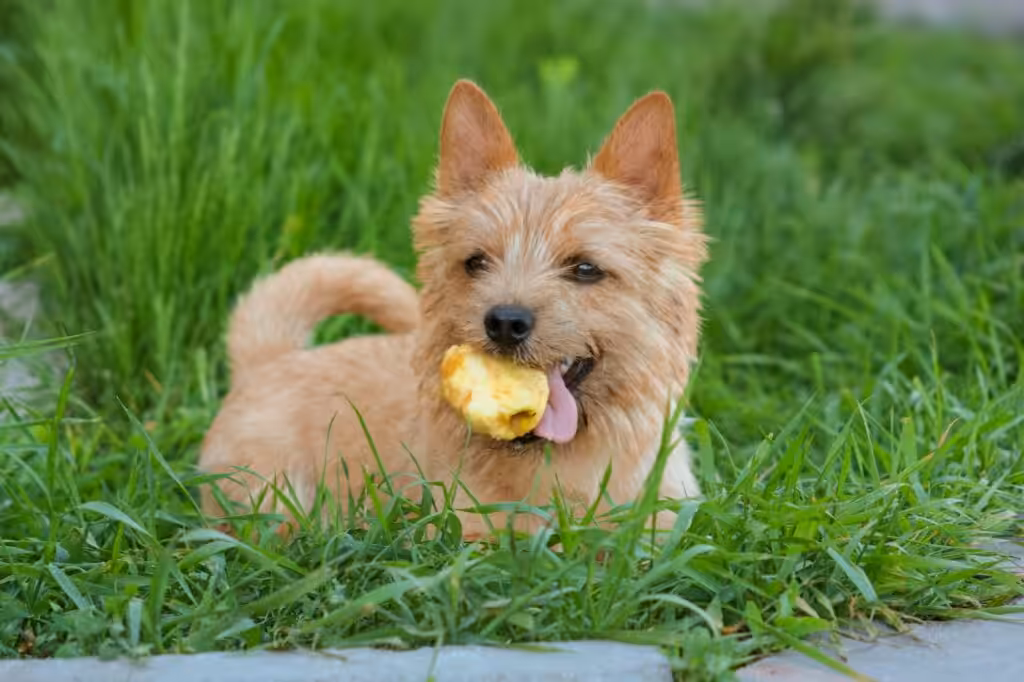 small dog with apple on the grass