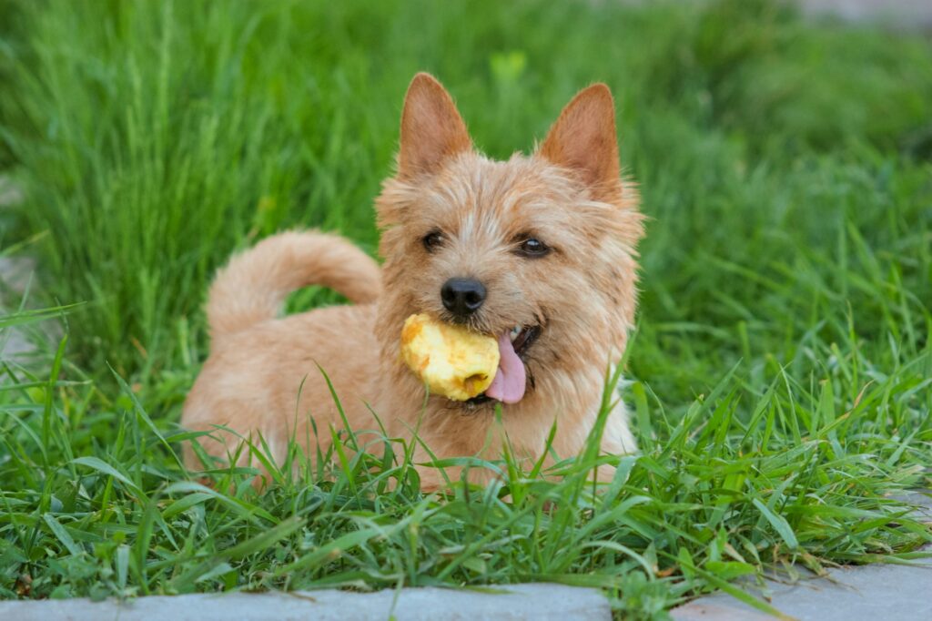 small dog with apple on the grass