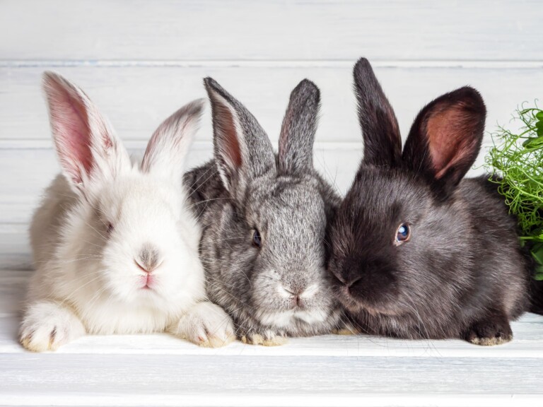 Guia essencial para cuidar de coelhos