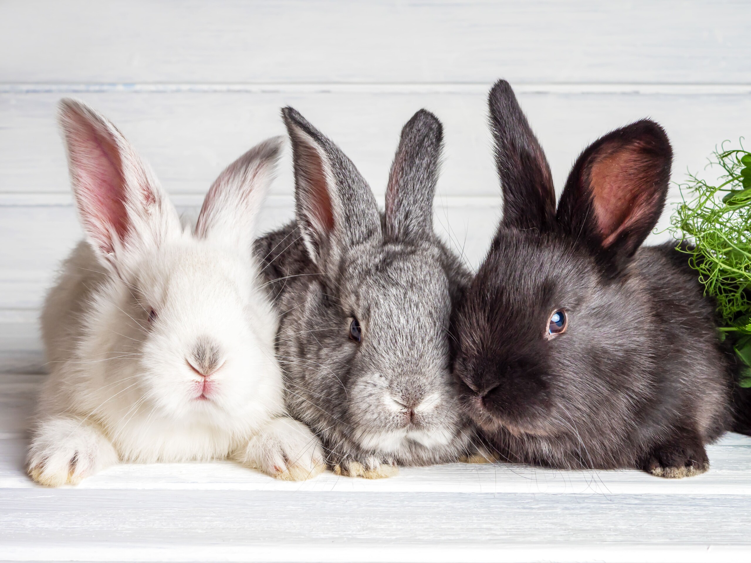 Guia essencial para cuidar de coelhos