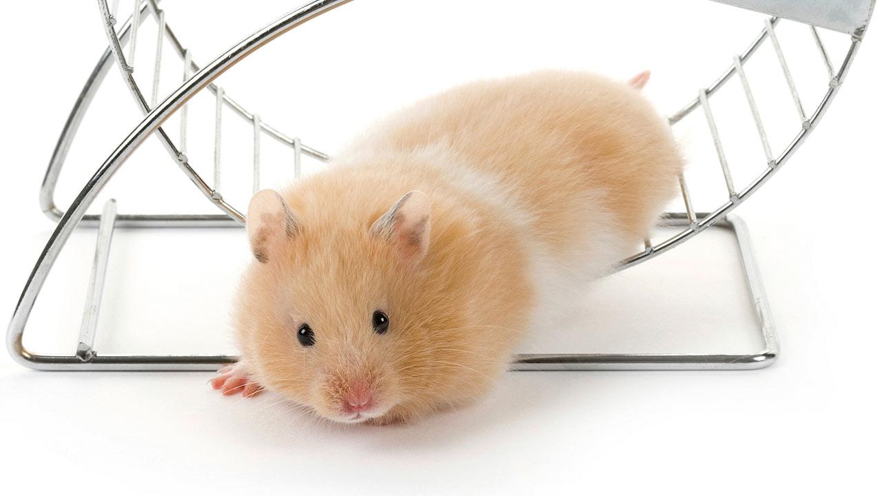 Dia do Hamster: 7 cuidados essenciais para garantir saúde e bem-estar do pequeno roedor