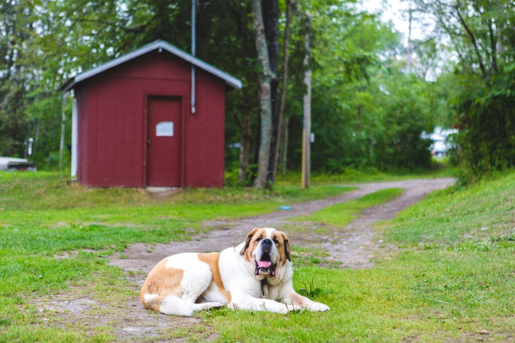 St. Bernard