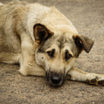 Maus-tratos a animais podem estar ligados a crimes mais graves, alertam especialistas