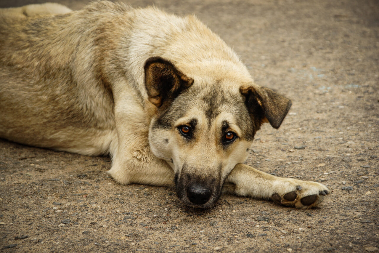 Maus-tratos a animais podem estar ligados a crimes mais graves, alertam especialistas