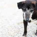 Projeto cria sistema nacional para denúncias de maus-tratos contra animais no Brasil