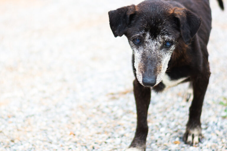 Projeto cria sistema nacional para denúncias de maus-tratos contra animais no Brasil