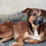 Crise externa impacta o preço das rações e abandono vai aumentar!